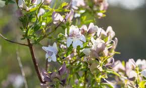 Image result for Lamiaceae