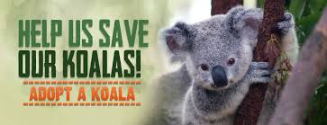 Koala Hospital Protecting Our Koalas For The Future Port Macquarie Nsw Australia In 2020 Koala Koalas Adoption