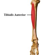 Smooth muscles are involved in many 'housekeeping' functions of the body. Tibialis Anterior Muscle Physiotherapy Experts Suggested Delivery Of Download Scientific Diagram