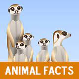 Learn interesting facts about animals around the world. Animal Facts For Kids Animal Facts For Kids Animal Facts Facts For Kids