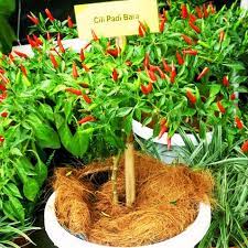 Sebagai patokan, kita membutuhkan pasokan air yang besar dan biaya tenaga kerja yang rendah (atau alat produksi mekanis) untuk membangun pertanian padi yang sukses. Berkebun Sebagai Hobi Benih Cili Bara