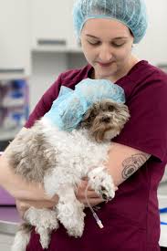 Check spelling or type a new query. Emergency Veterinarian In Toronto New Animal Clinic 416 380 7400