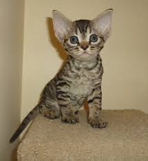 Devon Rex Devon Rex Kittens Kitty