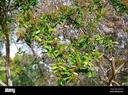 Image result for Galpinia transvaalica