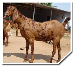 Breeds Of Sheep And Goat