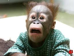 but guess what funny animal faces monkeys funny monkey pictures