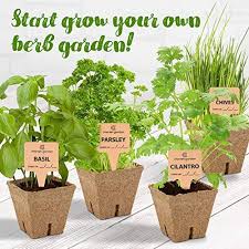 Maybe you would like to learn more about one of these? Herb Garden Starter Kit Indoor Diy Growing Basil Cilantro Parsley Chives Seeds Complete Hydroponic Systems Home Garden Worldenergy Ae