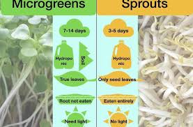 Merupakan penyakit busuk pada berbagai tanaman. Fakta Menarik Tentang Perbedaan Kecambah Dan Microgreens