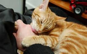 pochemu kot lizhet cheloveka nedavno my vykladyvali statyu v kotoroj rasskazyvali pochemu sobaki mogut oblizyvat lyudej vy poprosili nas nap cats pets dog cat