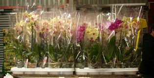 The orchid care as a new or young saplings or after flowering is more or less the same. How To Take Care Of Potted Orchids Dengarden