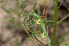 Image result for Aeschynomene indica