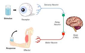 Stimulus Response Bioninja