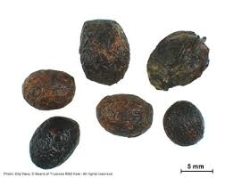 Image result for Ochna schweinfurthiana