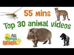 Top 30 Animal Videos Animal Playlist For Children 55 Mins Long Kids Videos Preschool Learning Animal Tv Animals For Kids Animals