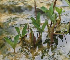 Image result for Menyanthaceae