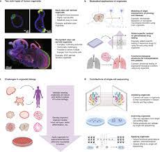 Animal cell related to tissue and organs. The Organoid Cell Atlas Nature Biotechnology