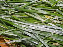 And good overall care, including proper irrigation and fertilizer. Lawn Disease Management Goldenrule Lawn Solutions