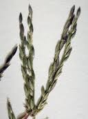 Image result for Digitaria setifolia