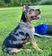 pin auf pitbulls