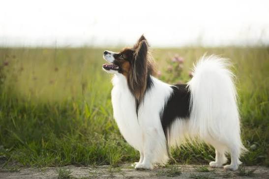 Papillon: Pet Profile (Breed Overview) | Dutch