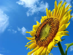 ひまわりの花と夏の空 壁紙写真 花の無料壁紙写真花の無料写真素材