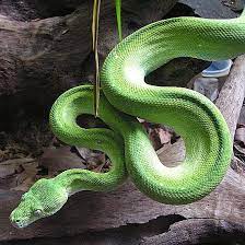 Snakes Orange Education Center Snake Reptile Snakes Amphibians