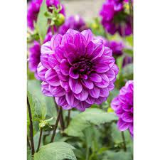 Dahlia Blue Bell 4 Feet Tall 4 6 Inch Bloom I Planted It On 5 25 Spring Garden Flowers Indoor Flowering Plants Hostas