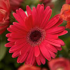Gerbera Daisy Walmart Com Walmart Com