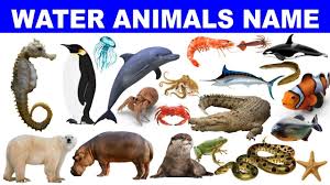 Water Animals Name In English Hindi With Pictures Sea Animals Name In 2020 Animals Name In English Water Animals Animals