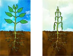 In this article, the types, causes, effects and solutions to the problem are shown. 1 2 Difference Between Plant And Animal Cells Cells As The Basic Units Of Life Siyavula