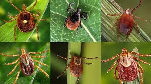 Insect control costs an average of $176 with a typical range between $111 and $261.however, costs range by type of insect: How To Avoid Ticks And What To Do If You Get Bitten Shots Health News Npr