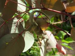 Image result for Coleus psammophilus