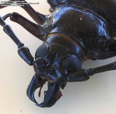 These pests are also introduced into homes here in arizona when furniture or other wooden items are brought up from mexico, where treatment of wood is not a standard practice. Bug Pictures Palo Verde Root Borer Derobrachus Geminatus By Xenomorf