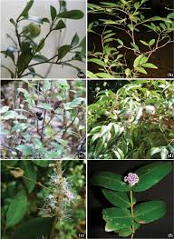 Image result for Memecylon