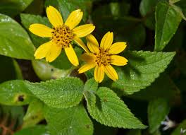 Image result for Aspilia