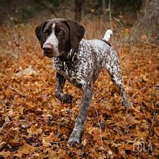 top 8 dog breeds for running german shorthaired pointer dog pointer puppies german shorthaired pointer