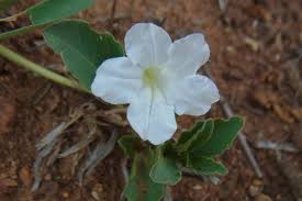 Image result for Ruellia patula
