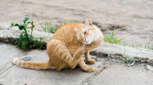 One study detailed in veterinary parasitology found a flea that could jump 19 inches in one hop, or 160 times its body length. Top 5 Best Flea Collars For Your Cat 2021 Review Pest Strategies