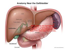 Liver for transplantation into a patient with end stage liver failure. Anatomy Of Pancreas And Liver Anatomy Drawing Diagram