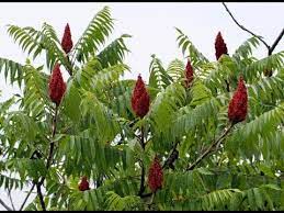 There is also a shrub called the poison sumac (toxicodendron vernix), which produces small poisonous white berries. Sumac What Is It What S It Good For Youtube