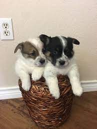 Dog and cat breeders are regulated by the texas department of licensing and regulation, p.o. Cowboy Corgi Puppy For Sale In Georgetown Tx Adn 69018 On Puppyfinder Com Gender Female Age 7 Weeks Old Cowboy Corgi Puppies For Sale Corgi Puppy