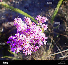 Image result for Selago cecilae