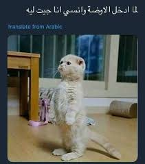 Pin By Zozozoza Zzzzzzzz On Hahahaha Laugh Till You Cry Cat Quotes Funny Funny Cat Memes