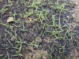 How fast does empire zoysia spread? Watching Zoysia Grow Is Painful The Lawn Forum
