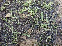 Emerald zoysia is a very fine textured grass. Watching Zoysia Grow Is Painful The Lawn Forum