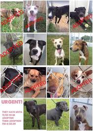 11 20 16 8 Dogs Have Until Wed Nov 23 To Get Out Of The Shelter Please Share 8 More To Go Urgent They Have Until Nov Pet Adoption Adoption Animals