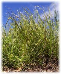 Image result for Hemarthria