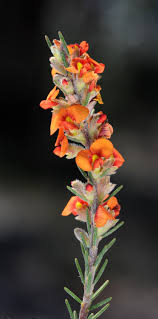 Image result for Crotalaria phylicoides
