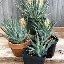 Maybe you would like to learn more about one of these? Aloe Humilis Globosa Fit2plant