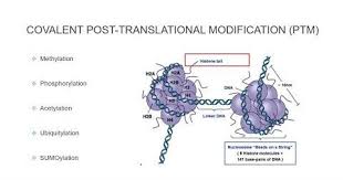 The large number of known ptms highlights the many ways that cells can modify their proteins to respond to diverse stimuli. Histone Post Translational Modifications